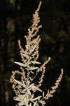 Common wormwood 